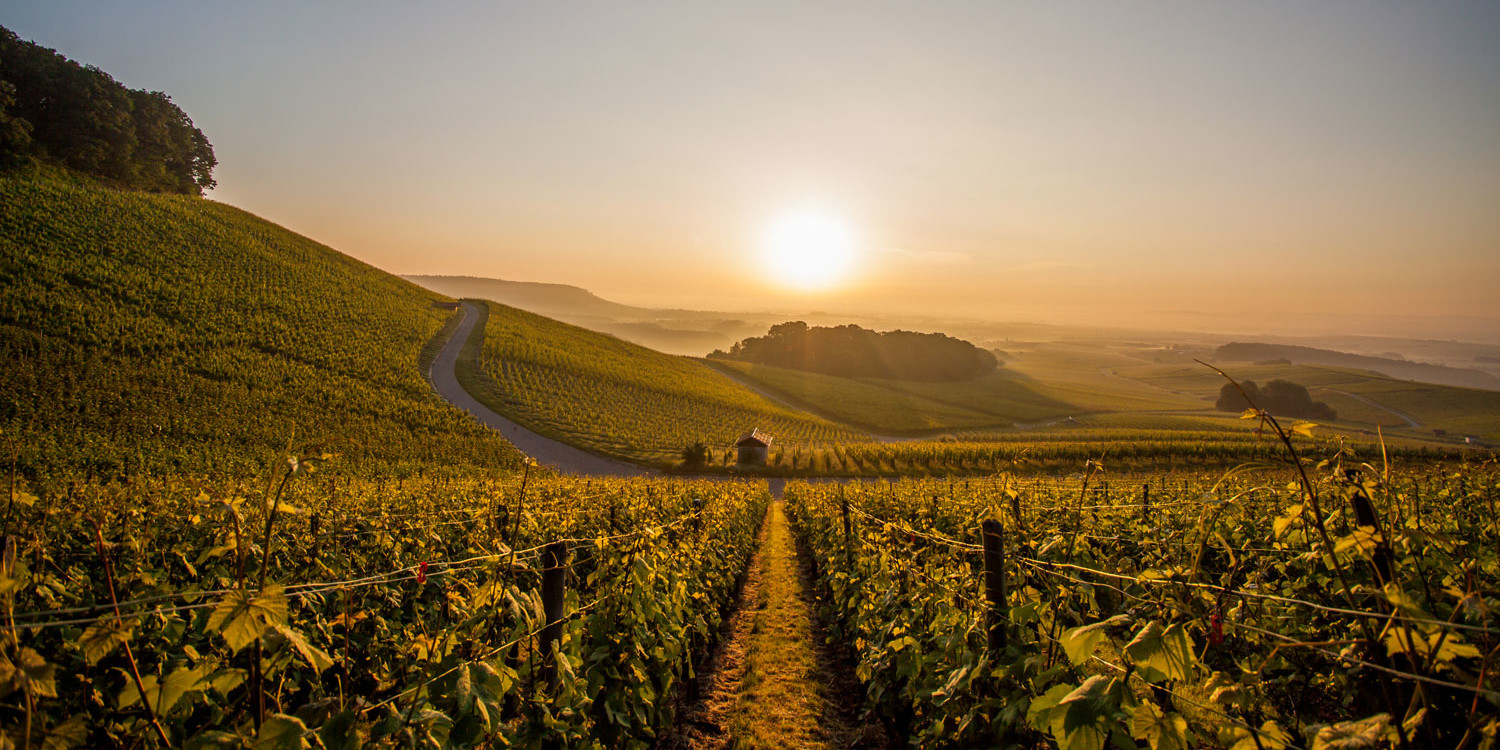 Die Weinregion Kraichgau in Baden erstreckt sich über eine sanfte Hügellandschaft.
